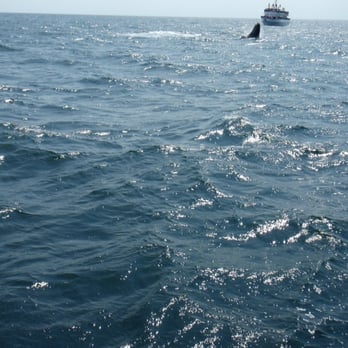 7 Seas Whale Watch - Whale Watching Tours Near Me - Gloucester, Massachusetts