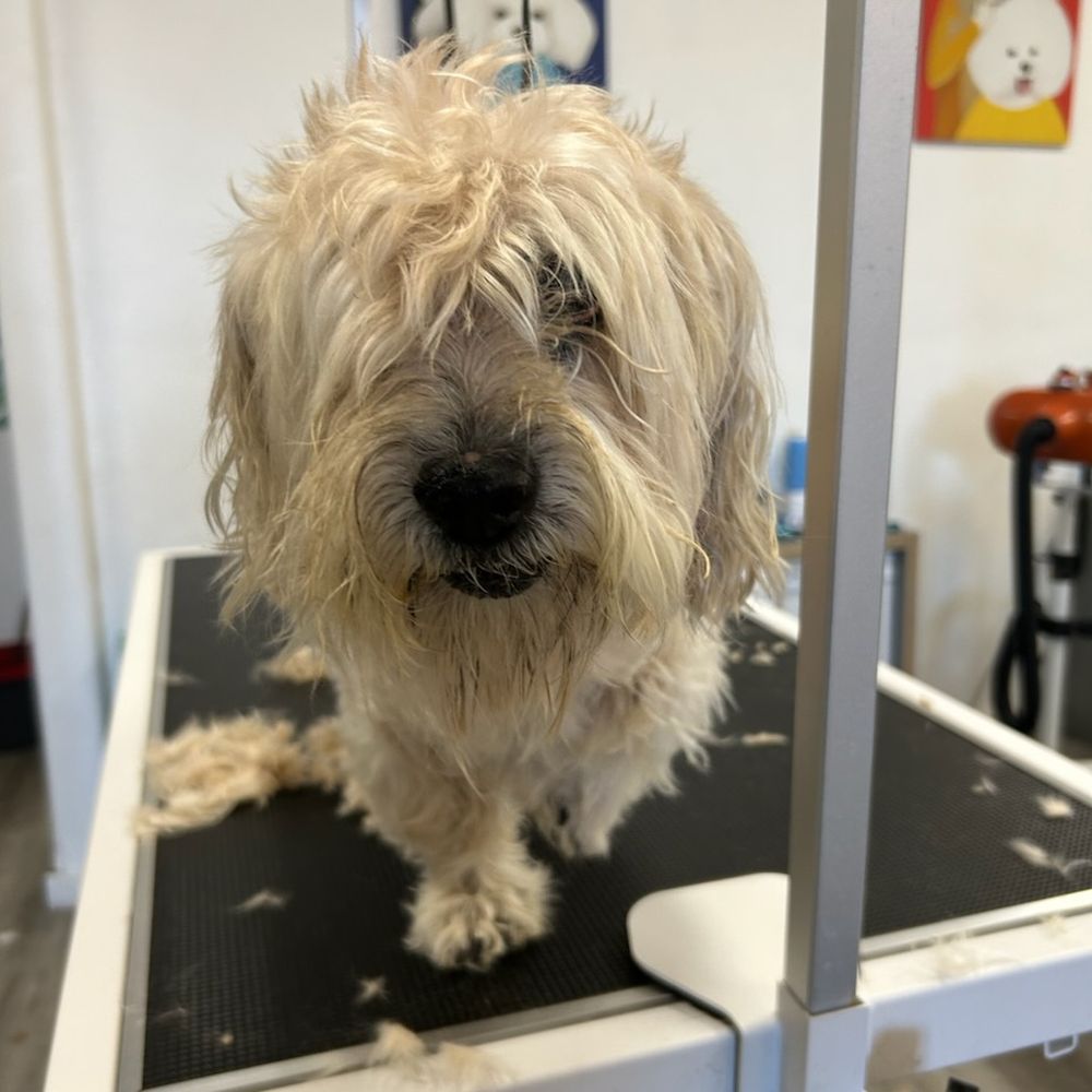 Pet Beloved - Before and After - Pet Groomers Near Me - San Diego, California Pet Beloved - Before and After - Pet Groomers Near Me - San Diego, California