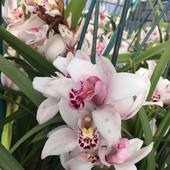 The Flower Fields - Venues & Event Spaces Near Me - Carlsbad, California The Flower Fields - Venues & Event Spaces Near Me - Carlsbad, California