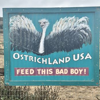 Ostrichland USA - Attraction Farms Near Me - Solvang, California Ostrichland USA - Attraction Farms Near Me - Solvang, California