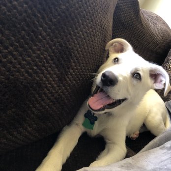 Ruff House Rescue - Pet Adoption Near Me