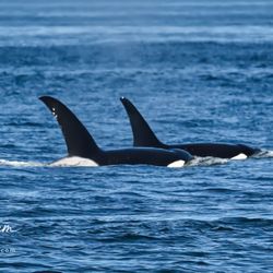 Outer Island Expeditions - Killer Whale male orcas