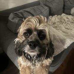 Tubby's - A tubby dog