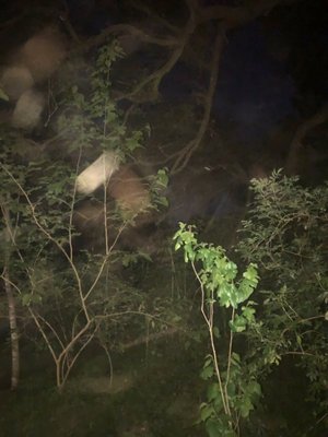 Couturie Forest by null