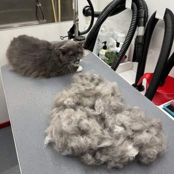 NeliPet - Before - Pet Groomers Near Me - Aliso Viejo, California NeliPet - Before - Pet Groomers Near Me - Aliso Viejo, California