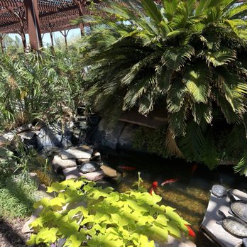 Star Nursery - Pond - Nurseries & Gardening Near Me - Las Vegas, Nevada Star Nursery - Pond - Nurseries & Gardening Near Me - Las Vegas, Nevada