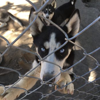 Snow Caps Sled Dogs - Tours Near Me - Breckenridge, Colorado