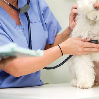 Wilson's Animal Hospital - Veterinarians Near Me - St Catharines, Ontario Wilson's Animal Hospital - Veterinarians Near Me - St Catharines, Ontario