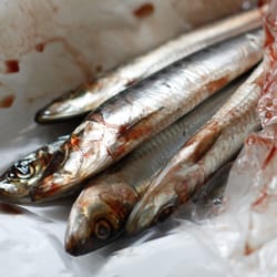 Sardines