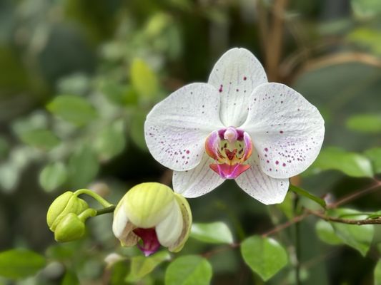 Muttart Conservatory by null