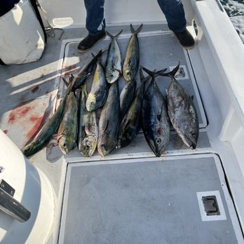 Todos Santos Adventures - Our haul - Fishing Near Me - Ensenada, BCN Todos Santos Adventures - Our haul - Fishing Near Me - Ensenada, BCN