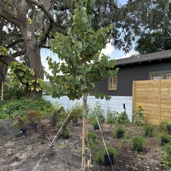 The Tree Planters - Orchid tree