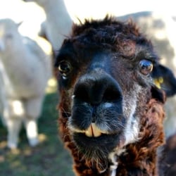 Mount View Alpaca Farm - This is Zombie.