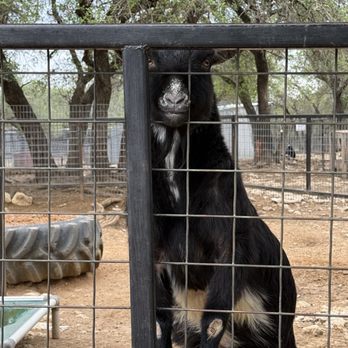 Austin Zoo - Zoos Near Me - Austin, Texas