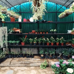 Pioneer Street Market - A little nook that's got plenty of plants for you to choose from!
