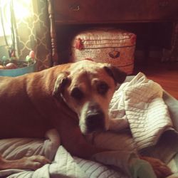 Lap of Love - Hank
