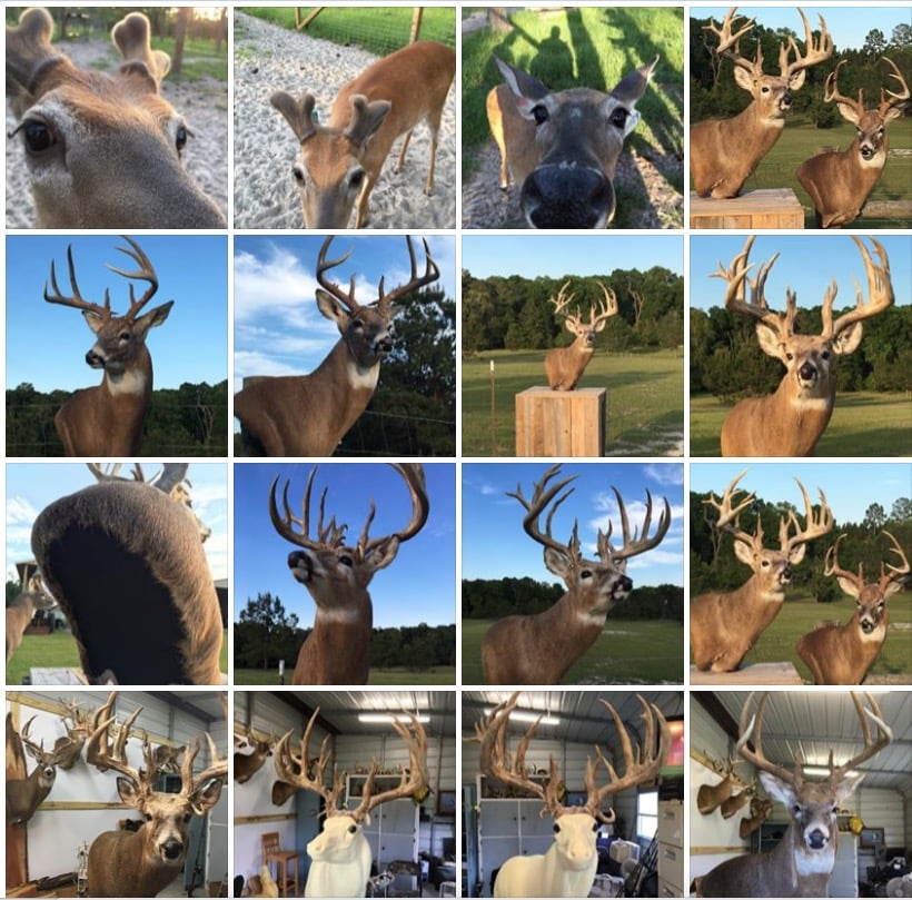 WildlifeTransitions Taxidermy - taxidermy in Lake City, FL