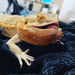 Gecko World Austin