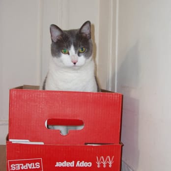 City Cat Care - Thinking inside the box - Pet Sitting Near Me City Cat Care - Thinking inside the box - Pet Sitting Near Me