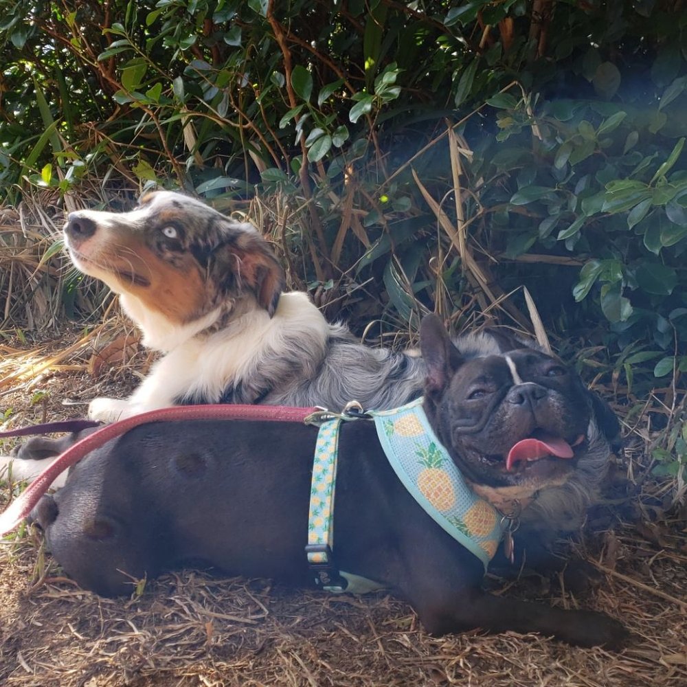 Aiea Loop Trail - Pups resting in some shade - Hiking Near Me - Aiea, Hawaii