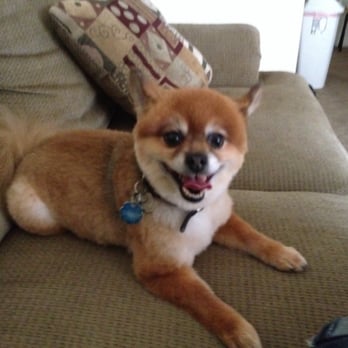 hot dogs and cool cats grooming