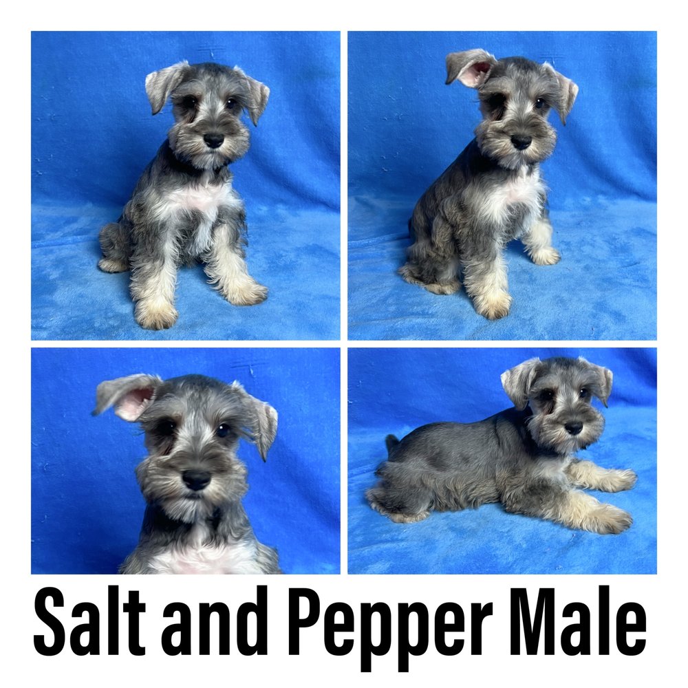 SCHNAUZER PARADISE II Request Information Belva, West Virginia