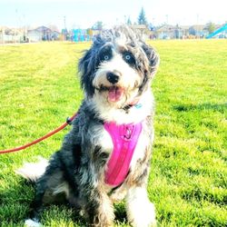 Foothill Aussies - One of our aussiedoodles