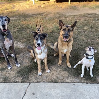 Live Love Dog Training - Pack social time - Pet Training Near Me Live Love Dog Training - Pack social time - Pet Training Near Me