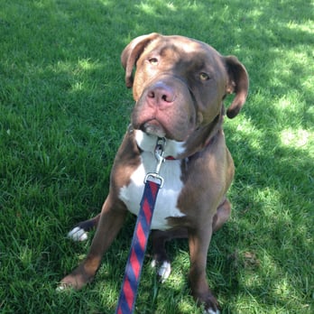 Hiking Hounds Del Mar - Such a cutie - Pet Services Near Me Hiking Hounds Del Mar - Such a cutie - Pet Services Near Me
