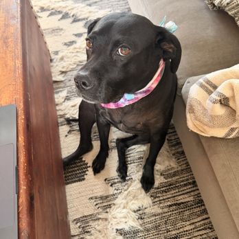 Compassionate Dog - Post-bath and nail trim - Pet Groomers Near Me - Austin, Texas