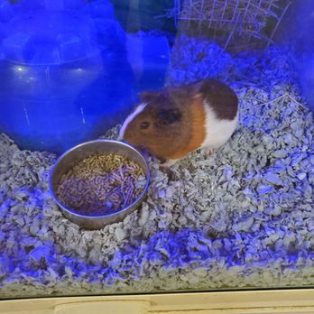 PetSmart - Guinea pig - Pet Stores Near Me - Milpitas, California PetSmart - Guinea pig - Pet Stores Near Me - Milpitas, California
