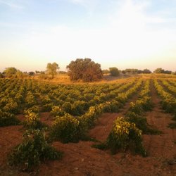 Solera Bodegas