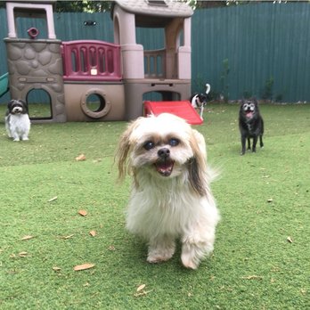 Dog Day Afternoon - Pepsi at Dog Day Afternoon - Pet Sitting Near Me - Orlando, Florida