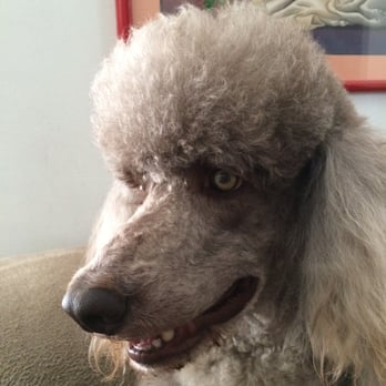Pet Supreme - Amazing grooming by Eddie. Thank you. - Pet Stores Near Me - Sylmar, California