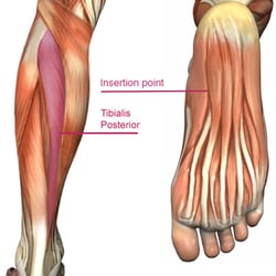 Crosstown Massage Therapy - Do you suffer from calf pain? Massage Therapy can help with stiffness and tightness in Gastrocnemius, Soleus, Fibularis Longus.