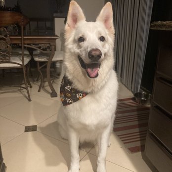 Pet Salon - Pet Groomers Near Me - Mentone, California