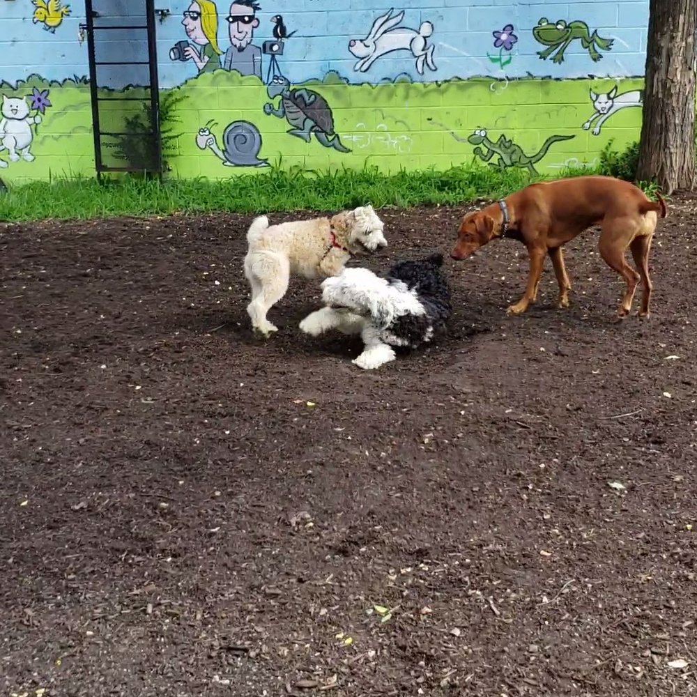Shirlington Dog Park - Dog Parks Near Me - Arlington, Virginia Shirlington Dog Park - Dog Parks Near Me - Arlington, Virginia