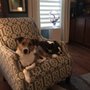 Photo of Atlanta Walks and Wags