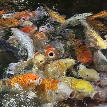 Austin Aquarium - Koi fish - Aquariums Near Me - Austin, Texas Austin Aquarium - Koi fish - Aquariums Near Me - Austin, Texas