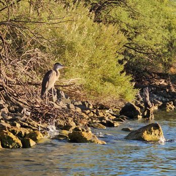 Saguaro Lake - Wildlife - Lakes Near Me - Mesa, Arizona Saguaro Lake - Wildlife - Lakes Near Me - Mesa, Arizona
