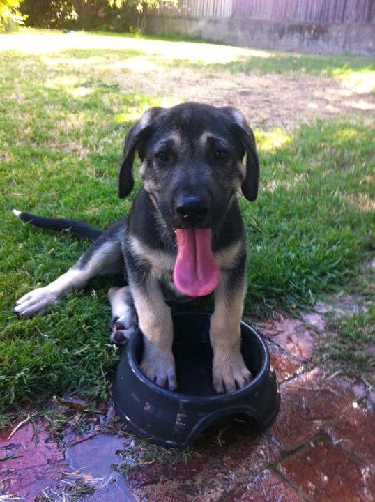 NO DOG LEFT BEHIND K9 TRAINING Brentwood, California Pet Training