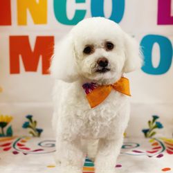 Spoiled Pup - Kayla May 2024