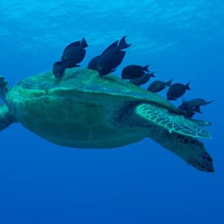 Makena Coast Charters - Diving with the Hawaiian Green Sea Turtle is always a treat!