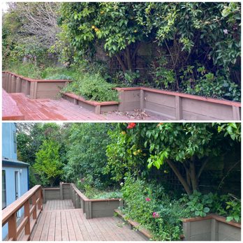 Alvarado Tree Service - Before and after shots of the work - Tree Services Near Me Alvarado Tree Service - Before and after shots of the work - Tree Services Near Me