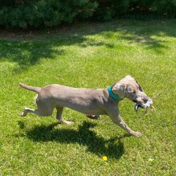 Maple Lane Kennels