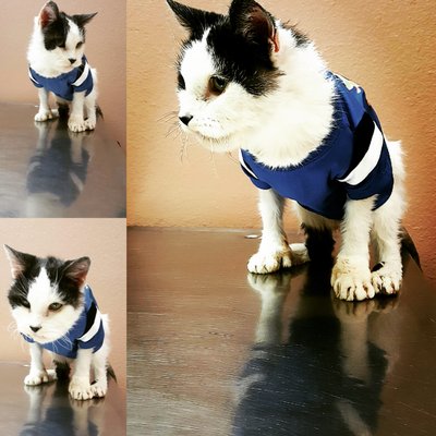 North Figueroa Animal Hospital Temp Closed Updated Covid 19 Hours Services 162 Photos 455 Reviews Veterinarians 5550 N Figueroa St Highland Park Los Angeles Ca Phone Number Yelp
