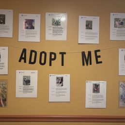 Adoptable dogs in Camp Hill, PA and surrounding areas.