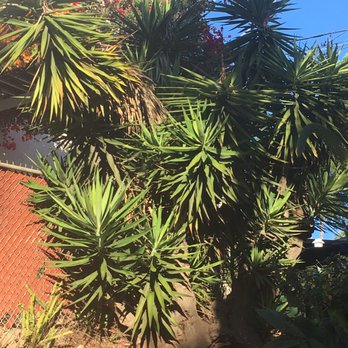 Charles Tree Service - This yucca that swallowed a soccer ball sized stone was no match for Charles Tree Service. - Tree Services Near Me - Lemon Grove, California