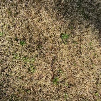 Nature's Turf - a patch of dead grass - Pest Control Near Me - Fayetteville, Georgia
