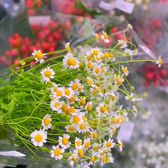 Trader Joe's - Always come here to buy Flowers for any occasion especially Tet - Grocery Near Me - San Jose, California Trader Joe's - Always come here to buy Flowers for any occasion especially Tet - Grocery Near Me - San Jose, California
